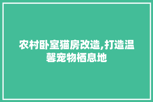 农村卧室猫房改造,打造温馨宠物栖息地