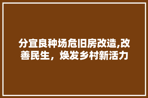 分宜良种场危旧房改造,改善民生，焕发乡村新活力